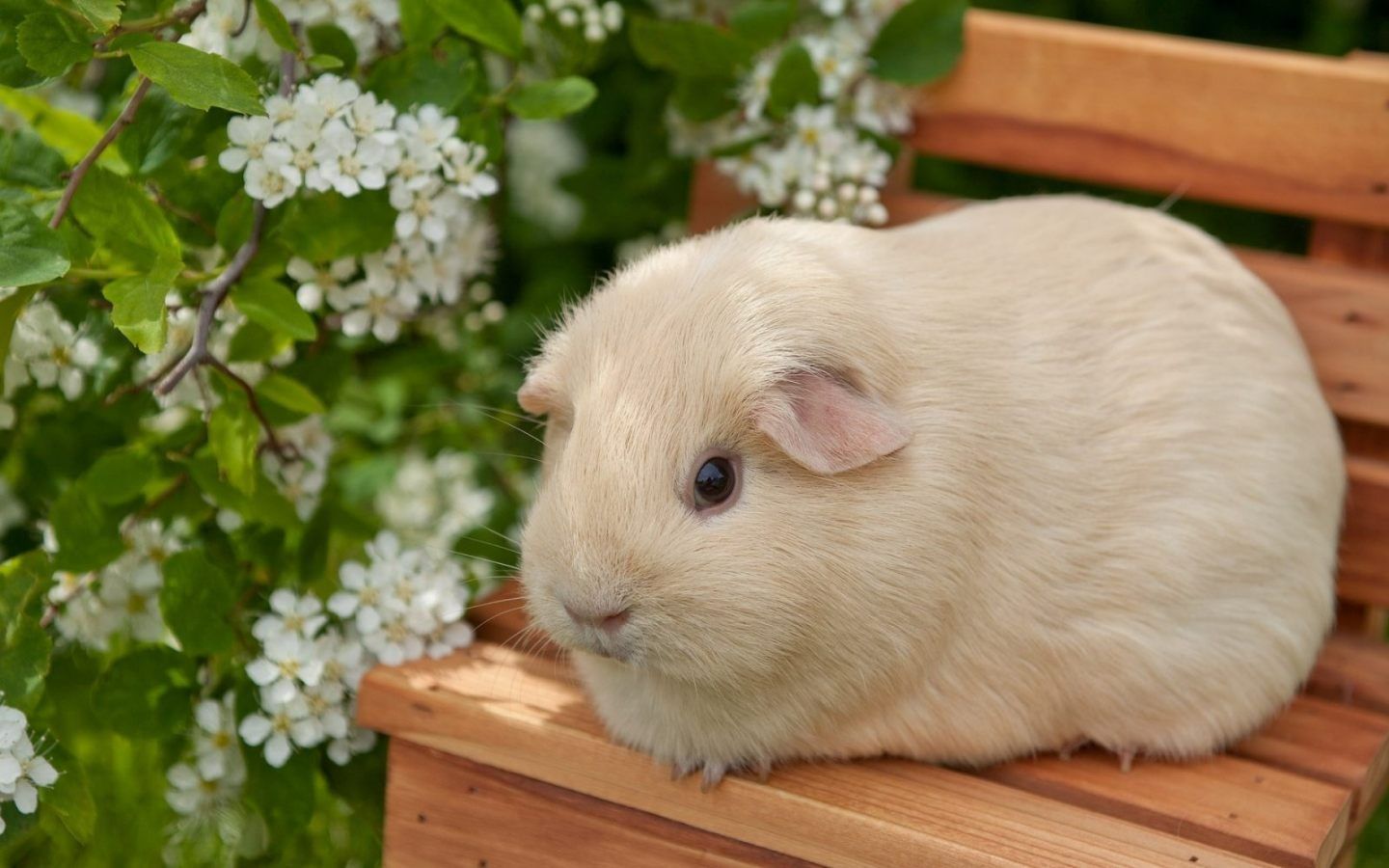 Le cochon d'inde